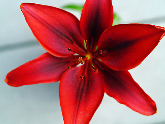 포토 JPG 해외이미지 식물 꽃잎 꽃 줄기 꽃다발 백그라운드 잎 꽃무늬 오렌지 자연 사람없음 빨간색 초록색 빛 뷰티 머리 정원 꽃병 성장 벚꽃 흰색 6 꽃집 묘사 향기 냄새 꽃가루 진홍색 꽃수술 영원 해외포토 컬러 무늬 과일 신체부위 숫자 상점 가루 생태계 파일형식 이미지허브