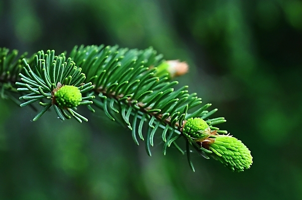포토 JPG 해외이미지 나무 식물 디자인 계절 백그라운드 잎 크리스마스 자연 사람없음 야외 목재 장식 초록색 여름 태양 약 새싹 환경 봄 성장 나뭇가지 신선 소나무 바늘 닫기 숲 질감 상록수 침엽수 전나무 원뿔 내추럴 총쏘기 가문비나무 해외포토 자연요소 도형 기념일 컬러 재료 의학 모션 도구 생태계 파일형식 이미지허브