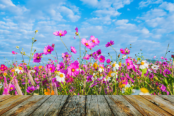 포토 JPG 해외이미지 나무 식물 계절 공원 꽃 여행 백그라운드 꽃무늬 밭 자연 하늘 아침 날씨 산 바닥 따뜻함 사람없음 야외 목재 빛 햇빛 태양 일출 환경 정원 황혼 일몰 봄 새벽 안개 벚꽃 시골 신선 저녁 숲 땅 진달래 천국 내추럴 생태학 해외포토 주간 자연요소 공공시설 교육 무늬 농업 재료 노을 야간 생태계 파일형식 이미지허브