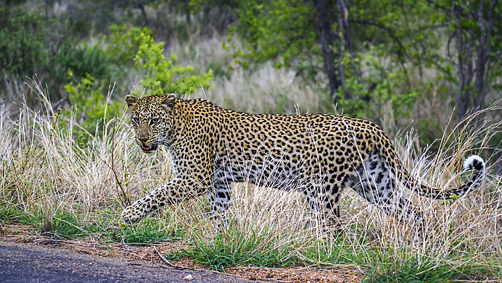 포토 JPG 해외이미지 주간 나무 한마리 응시 야생동물 자연 사람없음 야외 숲 맹수 표범 남아프리카 보츠와나 해외포토 자연요소 식물 동물 1 시선 포유류 아프리카 생태계 파일형식 이미지허브