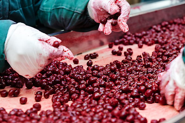 포토 JPG 해외이미지 손 장갑 공장 신체부위 냉동 기계 잡기 체리 제조 일렬 분류 식품공장 냉동식품 해외포토 잡화 음식 과일 공업 모션 사람 파일형식 이미지허브