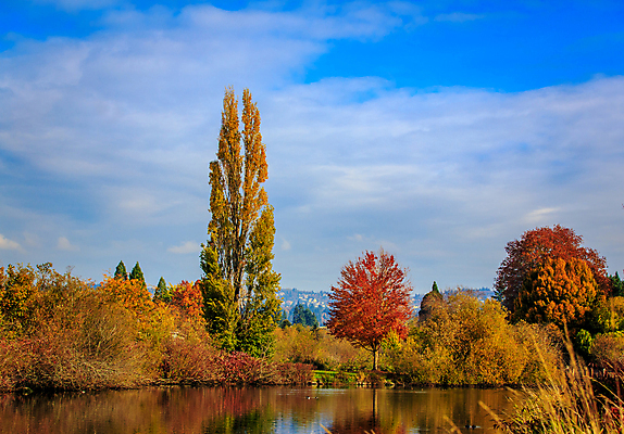 포토 JPG 해외이미지 나무 공원 호수 북아메리카 자연 하늘 사람없음 야외 가로 컬러풀 미국 습지 해외포토 식물 공공시설 컬러 아메리카 생태계 파일형식 이미지허브