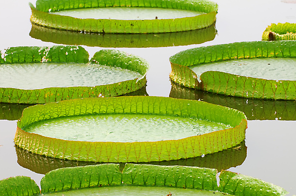 포토 JPG 해외이미지 식물 접시 공원 꽃잎 꽃 호수 선 백그라운드 잎 꽃무늬 패턴 자연 연꽃 풍경 사람없음 야외 초록색 물 여름 빛 뷰티 반사 정원 벚꽃 연못 원형 개화 가장자리 숲 백합 큼 질감 거인 내추럴 이국적 해외포토 자연요소 도형 식기 계절 공공시설 컬러 무늬 둘레 크기 생태계 파일형식 이미지허브