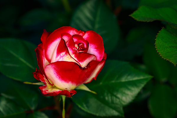 포토 JPG 해외이미지 꽃 산업 농업 자연 사람없음 야외 가로 컬러풀 한개 장미 봄 닫기 원예 카피스페이스 해외포토 식물 1 계절 컬러 모션 취미 공백 생태계 파일형식 이미지허브