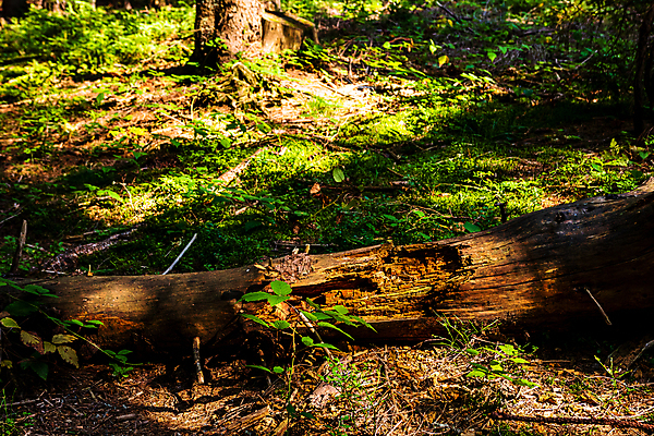 포토 JPG 해외이미지 나무 식물 계절 공원 길 잎 자연 풍경 사람없음 야외 목재 초록색 여름 빛 햇빛 환경 맑음 봄 하이킹 성장 광선 전원 신선 황무지 숲 오솔길 장면 야광 빛망울 가문비나무 효과 해외포토 공공시설 컬러 재료 레저 날씨 태양 전기에너지 생태계 파일형식 이미지허브