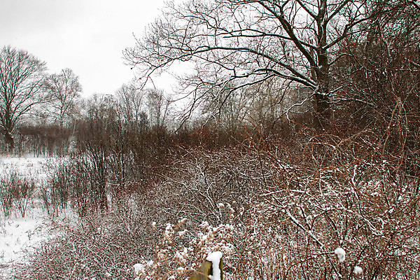 포토 JPG 해외이미지 나무 계절 조각 여행 백그라운드 겨울 자연 하늘 날씨 산 풍경 사람없음 야외 목재 물 파란색 환경 냉동 얼음 추위 흰색 나뭇가지 전원 신선 떨어짐 숲 북극 버리기 언덕 서리 북쪽 전나무 시베리아 제설기 폭설 눈내림 미니멀리스트 해외포토 자연요소 식물 컬러 컨셉 재료 모션 눈_날씨 전기에너지 자연재해 극지방 방향 생태계 제설 파일형식 이미지허브