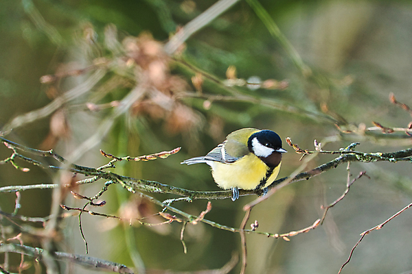 포토 JPG 해외이미지 나무 동물 1 유럽 야생동물 겨울 자연 조류 사람없음 야외 초록색 컬러풀 햇빛 노란색 맑음 검은색 숲 싱글 해외포토 식물 계절 나라 컬러 날씨 태양 생태계 파일형식 이미지허브