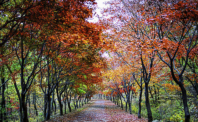 포토 JPG 해외이미지 주간 단풍 단풍나무 사람없음 야외 숲길 해외포토 자연요소 나무 길 잎 파일형식 이미지허브