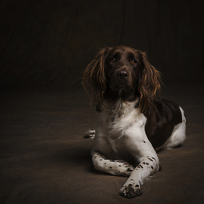 포토 JPG 해외이미지 전신 동물 응시 신체 포유류 털 사람없음 반려동물 눕기 갈색 머리 카메라 총 개 작음 시원함 가득함 사냥 사냥개 송곳니 거짓말 기르기 유래 충고 갈색배경 해외포토 시선 무기 컬러 백그라운드 모션 신체부위 전자제품 치아 크기 돌봄 파일형식 이미지허브