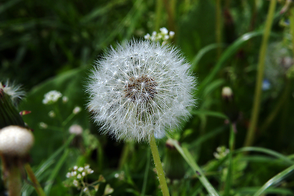 포토 JPG 해외이미지 주간 사람없음 야외 아웃포커스 민들레 민들레홀씨 해외포토 자연요소 꽃 촬영기법 파일형식 이미지허브