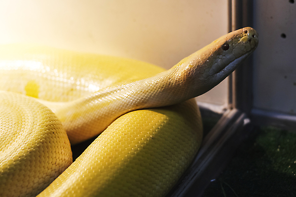 포토 JPG 해외이미지 나무 동물 야생동물 파충류 자연 나선형 동물원 사람없음 초록색 반려동물 흰색 나뭇가지 뱀 위험 질감 생물학 에메랄드 육식동물 브라질 기어가기 동물상 이국적 페루 해외포토 식물 교육 컬러 컨셉 무늬 모션 조형물 남아메리카 보석 생태계 파일형식 이미지허브