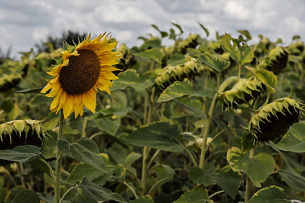 포토 JPG 해외이미지 식물 계절 꽃 음식 줄기 백그라운드 잎 꽃무늬 밭 농업 자연 해바라기 건조 씨앗 사람없음 야외 초록색 파란색 태양 농장 노란색 머리 정원 검은색 일몰 수확 성장 벚꽃 시골 죽음 원형 유기농 내추럴 밭일 숙성 세련 해외포토 자연요소 도형 웰빙 산업 컬러 무늬 신체부위 노을 생태계 파일형식 이미지허브
