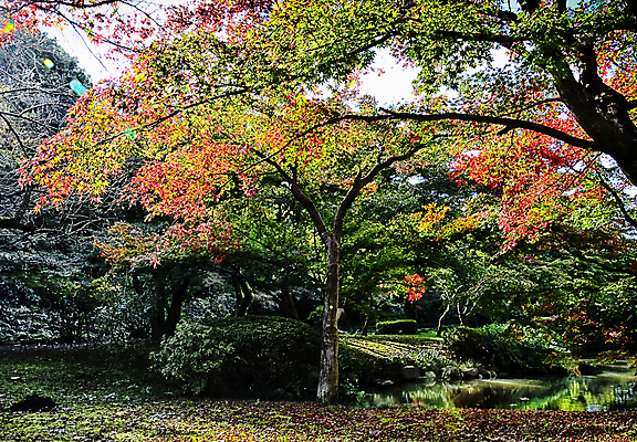 포토 JPG 해외이미지 주간 단풍 단풍나무 사람없음 야외 해외포토 자연요소 나무 잎 파일형식 이미지허브