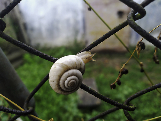 포토 JPG 해외이미지 식물 동물 계절 꽃 야생동물 백그라운드 컨셉 잎 농업 다이어트 일러스트 자연 전등 친절 사람없음 초록색 물 여름 노란색 귀여움 환경 정원 봄 벚꽃 껍질 가을 흰색 나뭇가지 축하 신선 작음 민들레 달팽이 엉겅퀴 갑옷 내추럴 캐모마일 해외포토 자연요소 나무 산업 컬러 조명 연체동물 건강 보호장비 크기 허브 생태계 파일형식 이미지허브