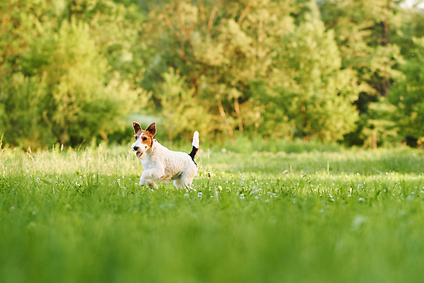 포토 JPG 해외이미지 주간 한마리 반려견 잔디 사람없음 야외 반려동물 산책 강아지 소프트포커스 폭스테리어 해외포토 자연요소 식물 동물 1 휴식 촬영기법 개 테리어 파일형식 이미지허브