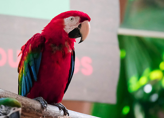 포토 JPG 해외이미지 한마리 자연 근접촬영 사람없음 빨간색 코스타리카 금강앵무새 해외포토 1 뷰포인트 컬러 중앙아메리카 생태계 앵무새 파일형식 이미지허브