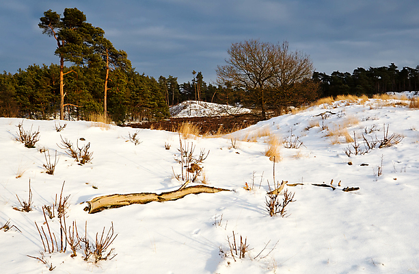 포토 JPG 해외이미지 나무 구름 계절 여행 겨울 자연 하늘 날씨 풍경 사람없음 초록색 파란색 햇빛 맑음 흰색 시골 소나무 숲 모래언덕 언덕 네덜란드 심플 침엽수 해외포토 자연요소 식물 유럽 컬러 태양 생태계 파일형식 이미지허브