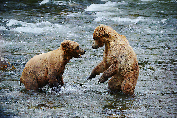 포토 JPG 해외이미지 주간 야생동물 두마리 곰 사람없음 야외 강 싸움 사나움 해외포토 자연요소 동물 2 포유류 모션 파일형식 이미지허브