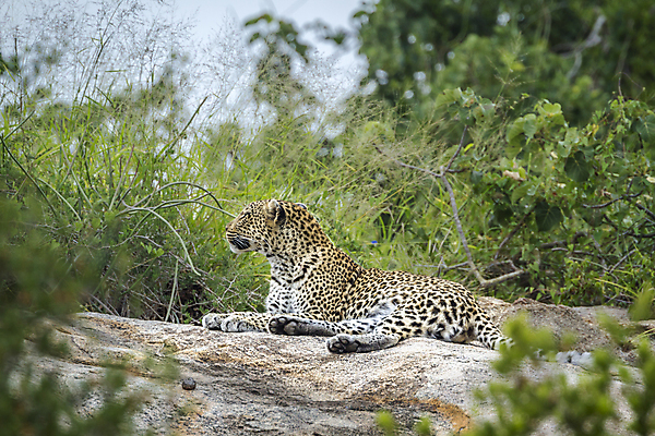 포토 JPG 해외이미지 주간 한마리 야생동물 엎드리기 자연 사람없음 야외 아웃포커스 숲 맹수 표범 남아프리카 보츠와나 해외포토 자연요소 동물 1 포유류 모션 아프리카 촬영기법 생태계 파일형식 이미지허브