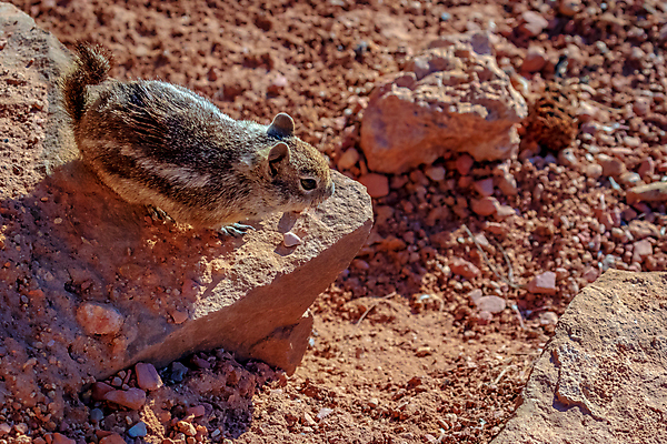 포토 JPG 해외이미지 동물 공원 북아메리카 포유류 자연 사람없음 야외 가로 하이앵글 컬러풀 미국 닫기 카피스페이스 해외포토 공공시설 뷰포인트 컬러 모션 아메리카 공백 생태계 파일형식 이미지허브