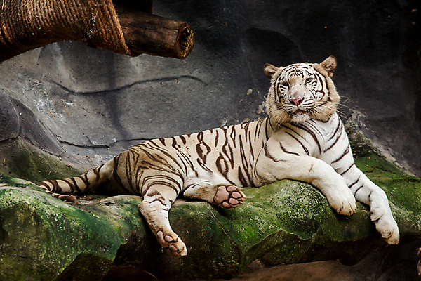 포토 JPG 해외이미지 주간 나무 한마리 야생동물 엎드리기 동물원 사람없음 야외 맹수 백호 해외포토 자연요소 식물 동물 1 모션 호랑이 파일형식 사방신 이미지허브