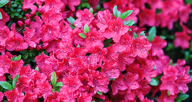 포토 JPG 해외이미지 식물 계절 꽃잎 꽃 분홍색 백그라운드 컨셉 꽃무늬 자연 휴가 사람없음 야외 빨간색 초록색 뷰티 새싹 환경 정원 봄 펼침 성장 벚꽃 물방울 신선 개화 떨어짐 이슬 진달래 원예 상록수 내추럴 원예사 해외포토 직업 컬러 무늬 모션 취미 생태계 파일형식 이미지허브