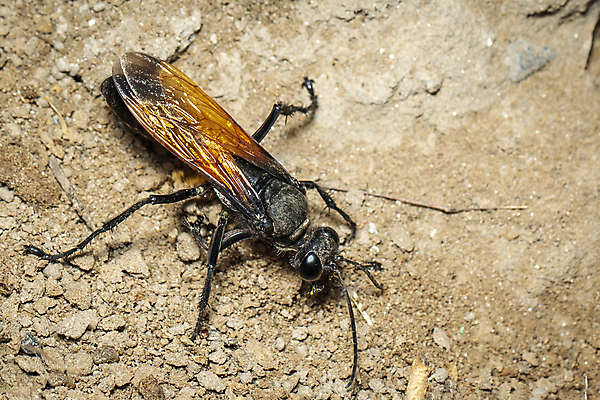 포토 JPG 해외이미지 동물 야생동물 모래 곤충 농업 오렌지 자연 사람없음 야외 검은색 닫기 해충 벌레 말벌 위험 작음 묘사 찌르기 토막 내추럴 동물상 해외포토 산업 컬러 컨셉 과일 모션 조형물 벌_곤충 크기 생태계 파일형식 이미지허브
