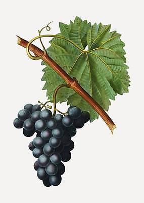 EPS 해외이미지 일러스트 포도 사람없음 나뭇가지 빈티지 포도나무 포도넝쿨 포도잎 해외일러스트 나무 컨셉 잎 과일 덩굴 과일나무 파일형식 벡터 이미지허브