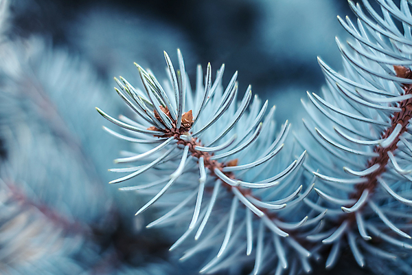 포토 JPG 해외이미지 나무 식물 계절 유럽 여행 잎 크리스마스 자연 씨앗 사람없음 야외 목재 장식 초록색 물 파란색 나뭇가지 소나무 만 닫기 숲 지중해 그리스 솔방울 해피뉴이어 상록수 침엽수 전나무 원뿔 내추럴 가문비나무 해외포토 자연요소 도형 기념일 나라 바다 컬러 재료 모션 새해인사 생태계 파일형식 이미지허브