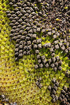 포토 JPG 해외이미지 식물 꽃 음식 백그라운드 패턴 농업 오렌지 재료 자연 추상 해바라기 건조 건강 씨앗 사람없음 가로 여름 태양 노란색 검은색 수확 신선 그룹 닫기 기름 낟알 묘사 유기농 질감 날것 비타민 내추럴 단백질 신맛 채식주의자 비건 해외포토 자연요소 웰빙 계절 산업 컬러 무늬 과일 모션 맛 생태계 채식 영양소 파일형식 이미지허브