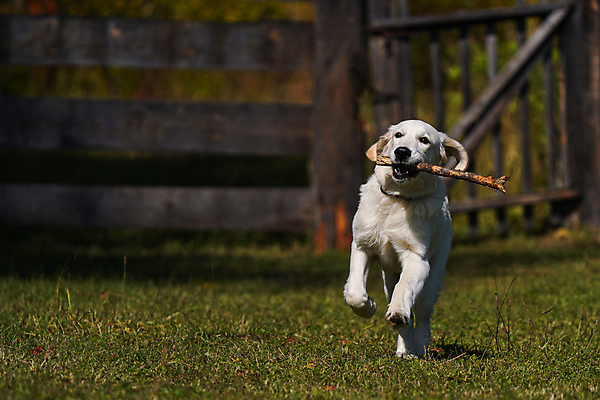 포토 JPG 해외이미지 새끼 밭 장난 놀이 사람없음 야외 달리기 마을 맑음 가축 게임 막대기 도심 개 리트리버 코 꼬리 화창 유대감 해외포토 동물 농업 포유류 모션 날씨 신체부위 도시 파일형식 이미지허브