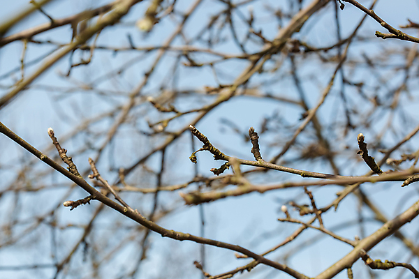 포토 JPG 해외이미지 나무 식물 계절 꽃잎 컨셉 자연 하늘 바람 추상 새로움 사람없음 야외 가로 파란색 태양 뷰티 머리 봄 성장 신선 시간 소프트포커스 숲 사회이슈 시작 원예 부드러움 라일락 모종 해외포토 자연요소 꽃 컬러 무늬 날씨 촬영기법 취미 신체부위 감각 생태계 파일형식 이미지허브