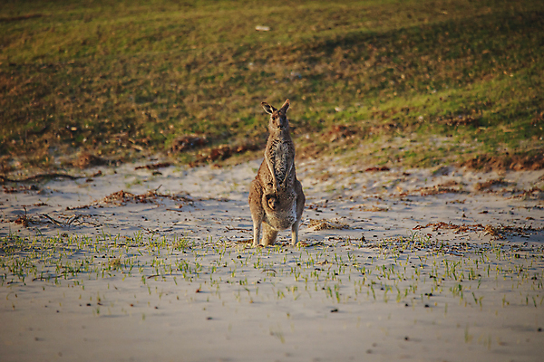 포토 JPG 해외이미지 동물 공원 여자 야생동물 여행 백그라운드 밭 포유류 가족 자연 털 국립공원 사람없음 야외 빨간색 초록색 갈색 머리 흰색 아기 황무지 호주 숲 캥거루 서식지 동쪽 내추럴 오지 해외포토 공공시설 컬러 농업 관계 사람 신체부위 오세아니아 방향 생태계 파일형식 이미지허브