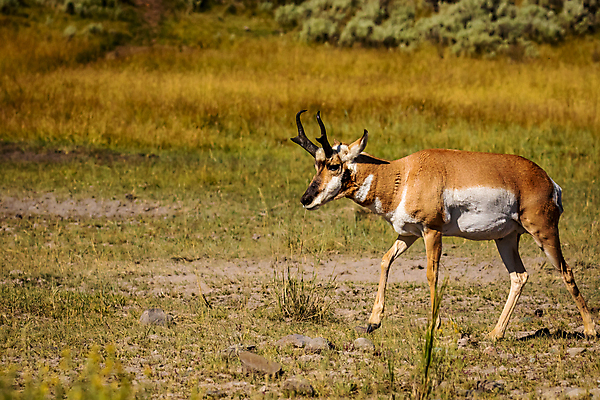포토 JPG 해외이미지 동물 북아메리카 포유류 자연 초원 사람없음 야외 가로 컬러풀 미국 와이오밍 카피스페이스 해외포토 컬러 아메리카 공백 생태계 파일형식 이미지허브