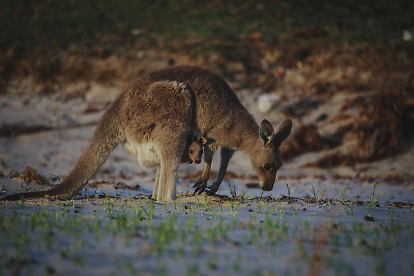 포토 JPG 해외이미지 동물 공원 여자 야생동물 여행 백그라운드 밭 포유류 가족 자연 털 국립공원 사람없음 야외 빨간색 초록색 갈색 머리 흰색 아기 황무지 호주 숲 캥거루 서식지 동쪽 내추럴 오지 해외포토 공공시설 컬러 농업 관계 사람 신체부위 오세아니아 방향 생태계 파일형식 이미지허브