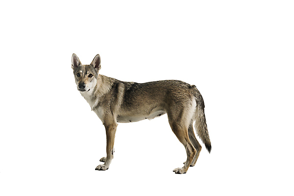 포토 JPG 해외이미지 스튜디오촬영 전신 동물 척추동물 1 여자 백그라운드 포유류 실내 서기 성인 사람없음 옆모습 반려동물 흰색 개 자르기 흰배경 잡종 송곳니 고립 유래 카피스페이스 해외포토 뷰포인트 컬러 모션 사람 내부 공백 치아 파일형식 이미지허브