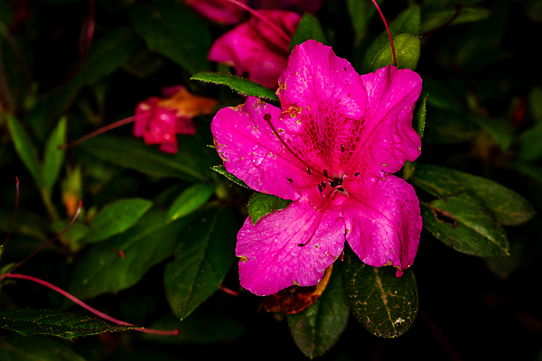 포토 JPG 해외이미지 꽃 자연 사람없음 야외 가로 컬러풀 벚꽃 닫기 진달래 해외포토 식물 컬러 모션 생태계 파일형식 이미지허브