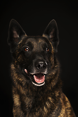 포토 JPG 해외이미지 스튜디오촬영 동물 응시 앉기 사람없음 반려동물 눕기 양치기 경찰 개 네덜란드 흰배경 송곳니 고립 해외포토 직업 시선 유럽 백그라운드 포유류 모션 실내 흰색 치아 파일형식 이미지허브