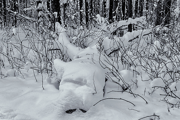 포토 JPG 해외이미지 나무 식물 구름 계절 공원 여행 백그라운드 겨울 자연 하늘 날씨 흑백 풍경 사람없음 야외 목재 빛 뷰티 환경 냉동 검은색 추위 흰색 떨어짐 숲 서리 장면 층 제설기 해외포토 자연요소 공공시설 컬러 컨셉 재료 촬영기법 생태계 제설 파일형식 이미지허브