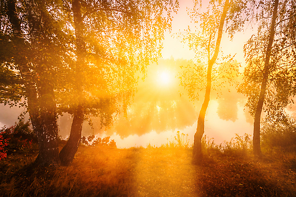 포토 JPG 해외이미지 나무 자연 하늘 사람없음 야외 강 햇빛 태양 일몰 해외포토 자연요소 식물 노을 생태계 파일형식 이미지허브