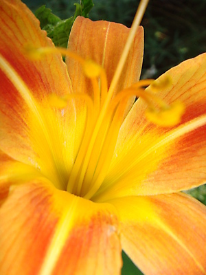 포토 JPG 해외이미지 식물 계절 공원 꽃잎 꽃 줄기 꽃다발 백그라운드 잎 꽃무늬 오렌지 자연 사람없음 야외 장식 초록색 물 뷰티 노란색 정원 봄 활발 에너지 벚꽃 호랑이 큼 꽃가루 7월 내추럴 꽃수술 해외포토 자연요소 공공시설 컬러 컨셉 무늬 과일 포유류 날짜 크기 가루 생태계 파일형식 이미지허브