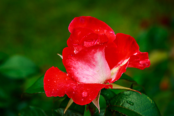 포토 JPG 해외이미지 꽃잎 꽃 산업 농업 자연 사람없음 야외 가로 컬러풀 장미 닫기 빗방울 원예 카피스페이스 해외포토 식물 컬러 모션 취미 공백 비_날씨 생태계 파일형식 이미지허브
