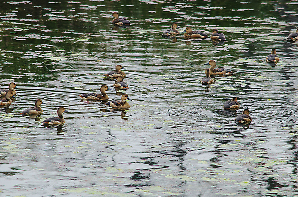 포토 JPG 해외이미지 나무 동물 1 야생동물 백그라운드 잎 오렌지 자연 조류 종류 사람없음 야외 초록색 파란색 회색 흰색 나뭇가지 묘사 생물학 새장 서식지 생태학 해외포토 식물 교육 컬러 과일 생태계 케이지 파일형식 이미지허브