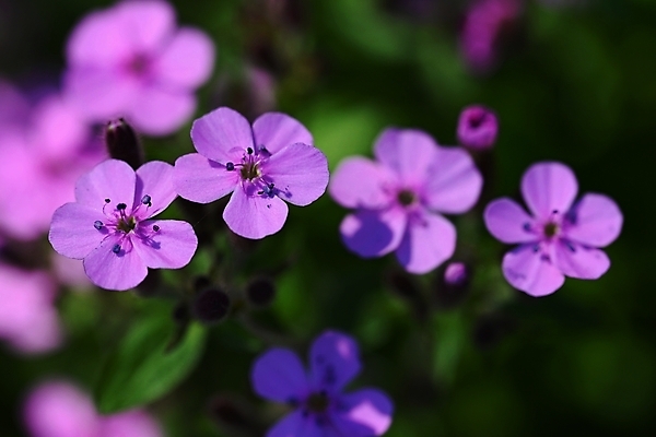 포토 JPG 해외이미지 식물 디자인 계절 꽃잎 꽃 분홍색 꽃다발 백그라운드 꽃무늬 자연 추상 선물 사람없음 가로 초록색 여름 파란색 빛 뷰티 머리 정원 보라색 봄 벚꽃 흰색 나뭇가지 신선 개화 닫기 다발 제비꽃 순수 원예 부드러움 수국 라벤더 라일락 내추럴 해외포토 나무 컬러 컨셉 무늬 모션 취미 신체부위 감각 허브 생태계 파일형식 이미지허브