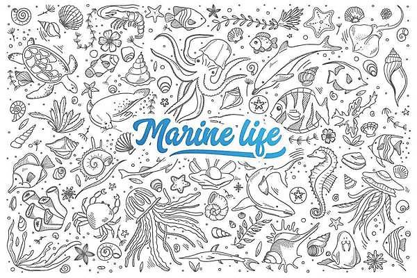 EPS 해외이미지 손글씨 일러스트 조개 불가사리 새우 어류 타이포그라피 사람없음 세트 수중동물 게 해초 거북이 낙서 바다표범 라인아트 고래 열대어 돌고래 손그림 문어 해파리 가오리 해마 바다거북 말미잘 진주조개 해외일러스트 동물 문자 선 포유류 파충류 어패류 극피동물 연체동물 갑각류 바다동물 해조류 자포동물 파일형식 벡터 이미지허브