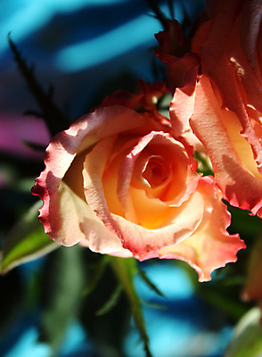 포토 JPG 해외이미지 식물 공원 꽃잎 꽃 분홍색 잎 꽃무늬 자연 친절 발렌타인데이 사랑 사람없음 야외 빨간색 초록색 빛 뷰티 장미 노란색 정원 봄 추위 성장 벚꽃 죽음 개화 냄비 크림 향수 원예 향기 냄새 심플 모종 방법 스크랩북 옛날 이상 해외포토 계절 공공시설 감정 컬러 무늬 데이이벤트 취미 화장품 솥 생태계 파일형식 이미지허브