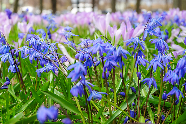 포토 JPG 해외이미지 식물 계절 꽃잎 꽃 백그라운드 잎 봄꽃 자연 사람없음 야외 초록색 파란색 환경 정원 봄 성장 벚꽃 신선 닫기 소프트포커스 4월 속도 원예 화단 블루벨 사프란 해외포토 컬러 모션 촬영기법 취미 날짜 향신료 생태계 파일형식 이미지허브