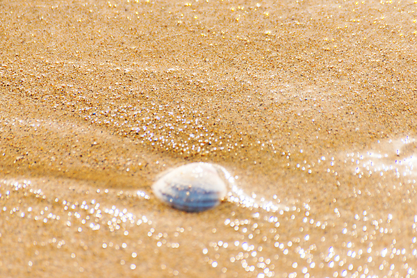 포토 JPG 해외이미지 디자인 모래 파도 바다 섬 여행 백그라운드 패턴 휴가 조개 휴식 풍경 해변 사람없음 야외 물 여름 파란색 햇빛 태양 뷰티 맑음 거품 껍질 전원 황금 소라 휴양지 질감 내추럴 이국적 특별함 파라다이스 카피스페이스 해외포토 자연요소 계절 컬러 컨셉 무늬 날씨 어패류 공백 장소 전기에너지 파일형식 이미지허브