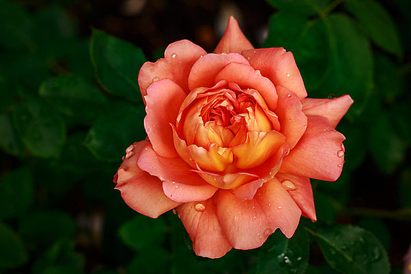 포토 JPG 해외이미지 꽃 산업 농업 자연 사람없음 야외 가로 컬러풀 한개 장미 봄 닫기 원예 카피스페이스 해외포토 식물 1 계절 컬러 모션 취미 공백 생태계 파일형식 이미지허브