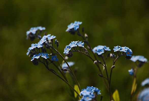 포토 JPG 해외이미지 식물 계절 꽃 백그라운드 자연 바람 사람없음 초록색 파란색 보라색 봄 성장 벚꽃 신선 개화 작음 원예 떨림 취급주의 많음 카피스페이스 해외포토 자연요소 컬러 컨셉 모션 날씨 경고 취미 공백 크기 생태계 파일형식 이미지허브